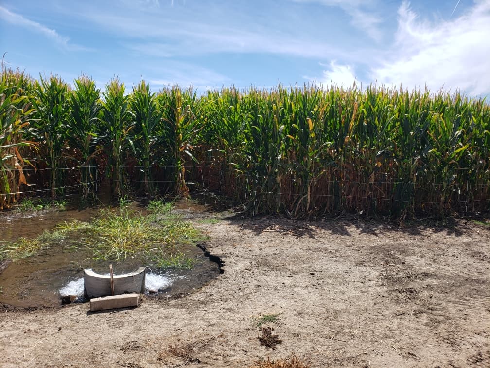 Water bubbling from a concrete standpipe into a flooded corn field with tall green corn behind