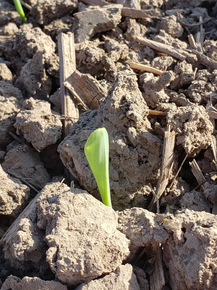 Young corn rows under a partly cloudy spring sky