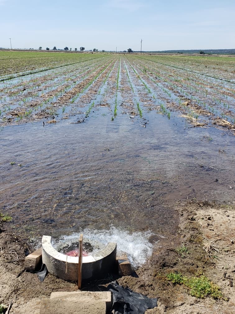 Water flowing into a corn field during first irrigation