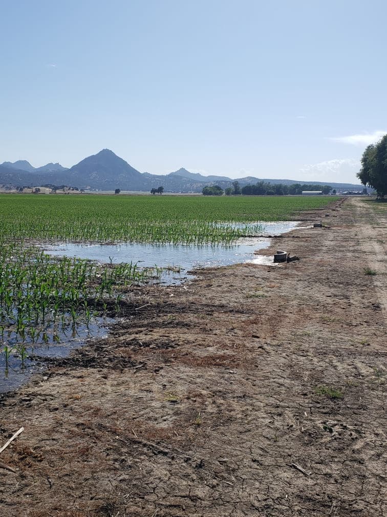 Irrigation water flowing through corn rows during a mid-season set