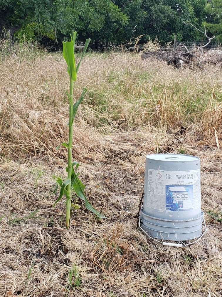 A lone volunteer corn plant standing in an open field
