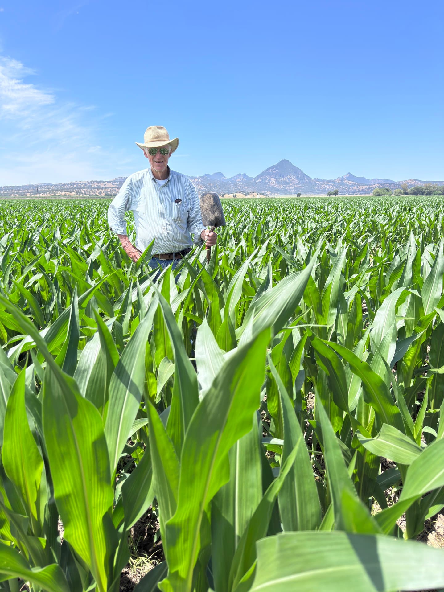 A farmer standing chest-deep in a healthy green corn field with the Sutter Buttes in the background