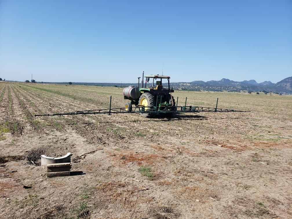 A young corn field after a postemergence herbicide application