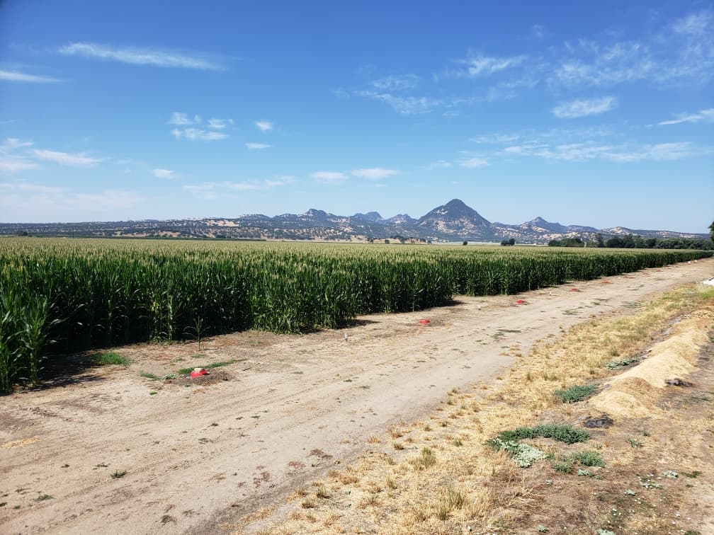 A field of corn growing under open sky