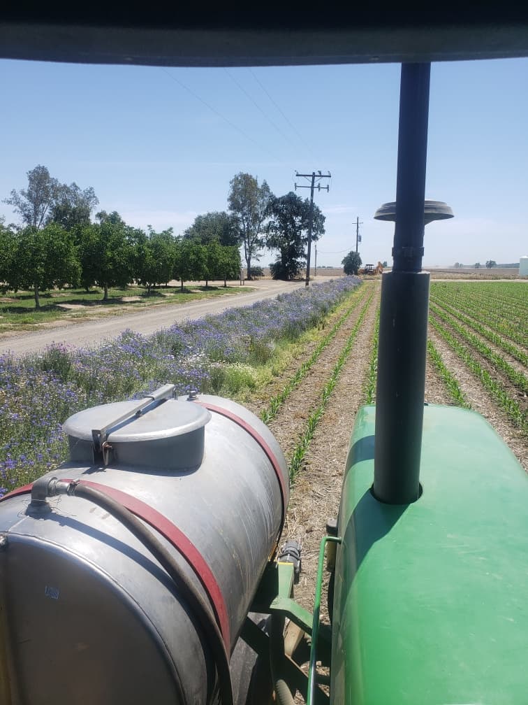 A strip of wildflowers planted alongside a corn field